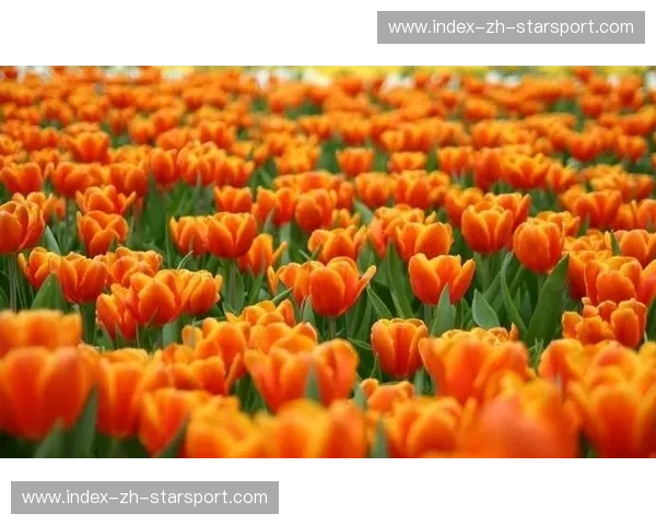 橙色郁金香与阿兹特克雄鹰:一场跨越时空的宿命对决 橙色郁金香与阿兹特克雄鹰:一场跨越时空的宿命对决